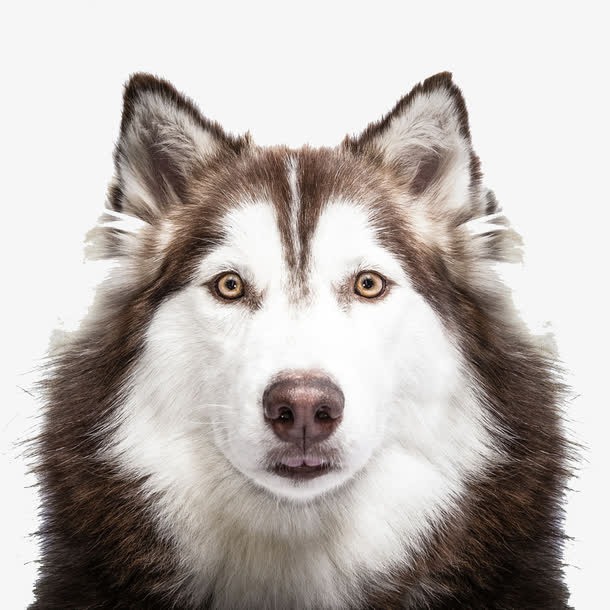阿拉斯加雪橇犬免抠图片