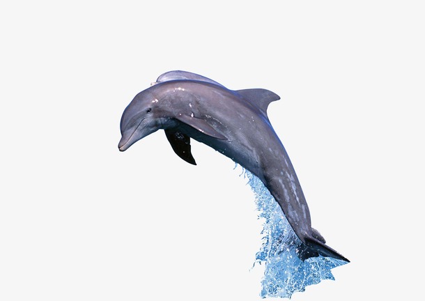 海豚矢量图片