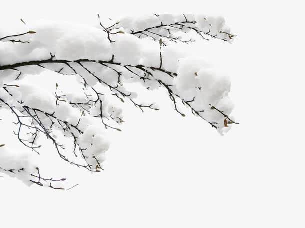 树枝上落满了雪图片