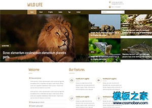 野生动物园网站模板