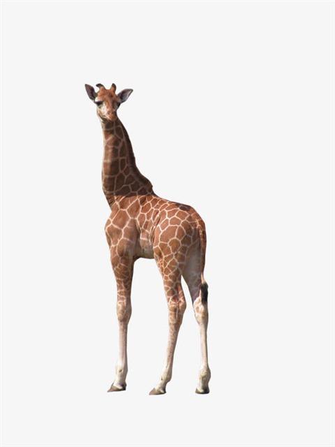 长颈鹿高清图片