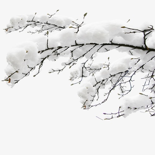 大雪树枝图片