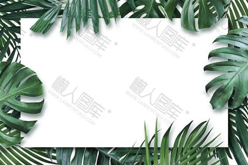 绿色棕榈叶装饰边框背景图