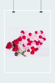玫瑰花矢量图片素材