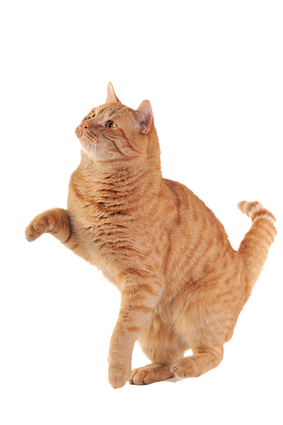 胖胖的橘猫图片