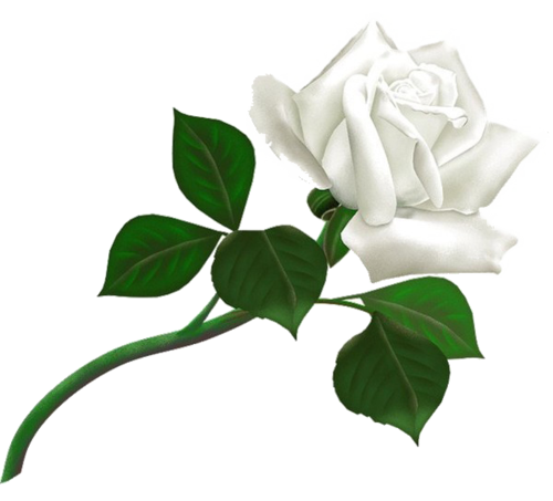 白玫瑰高清抠图
