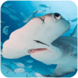 锤头鲨模拟器3d